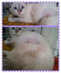 Adopted!tq - Domestic Long Hair Cat