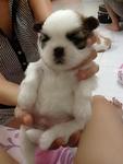 Shih Tzu - Shih Tzu Dog