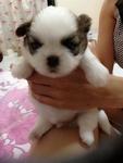 Shih Tzu - Shih Tzu Dog