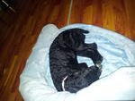 17-August-2012 (Bought her new bed)