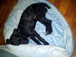 17-August-2012 (She like her new bed)