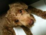 Brownie - Poodle Dog