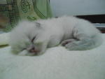 (Salar) Pure Persian Semi-flat - Persian Cat