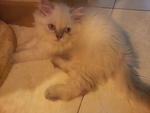 (Salar) Pure Persian Semi-flat - Persian Cat