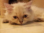 (Salar) Pure Persian Semi-flat - Persian Cat