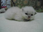 (Khepel) Pure Persian Semi-flat  - Persian Cat