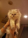 (Khepel) Pure Persian Semi-flat  - Persian Cat