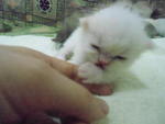 (Snowy) Pure Persian Semi-flat - Persian Cat