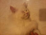 (Snowy) Pure Persian Semi-flat - Persian Cat