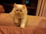 (Snowy) Pure Persian Semi-flat - Persian Cat