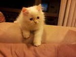 (Snowy) Pure Persian Semi-flat - Persian Cat