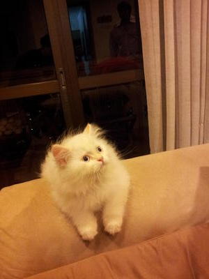 (Snowy) Pure Persian Semi-flat - Persian Cat