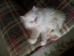 (Snowy) Pure Persian Semi-flat - Persian Cat