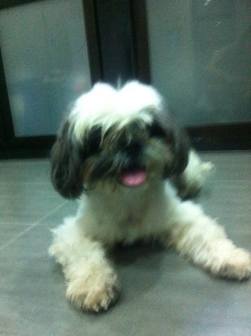 PF37683 - Shih Tzu Dog