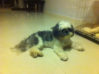 PF37683 - Shih Tzu Dog