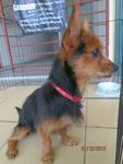 Tiny - Silky Terrier Mix Dog