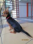 Tiny - Silky Terrier Mix Dog