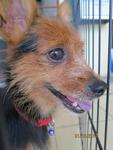 Tiny - Silky Terrier Mix Dog