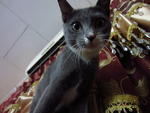 Bella - Russian Blue Cat