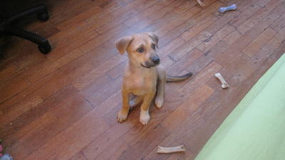 Caramel - Mixed Breed Dog