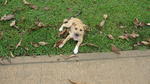 Caramel - Mixed Breed Dog