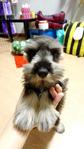 Miniature Schnauzer For Rm700 - Schnauzer Dog