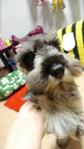 Miniature Schnauzer For Rm700 - Schnauzer Dog