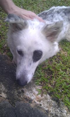 Snowy - Mixed Breed Dog