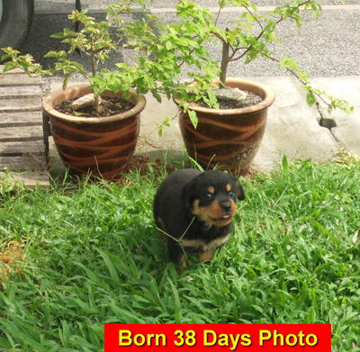 Parkview Rottweiler (3) - Rottweiler Dog