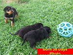 Parkview Rottweiler (3) - Rottweiler Dog