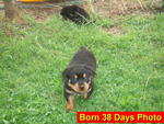 Parkview Rottweiler (3) - Rottweiler Dog