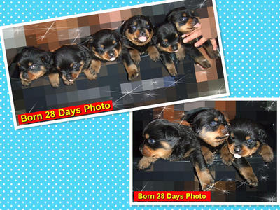 &quot;K&quot; Park View Kennel - Rottweiler Dog