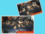 &quot;K&quot; Park View Kennel - Rottweiler Dog