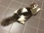 Prince Gizzmo - Domestic Long Hair Cat