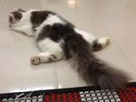 Prince Gizzmo - Domestic Long Hair Cat