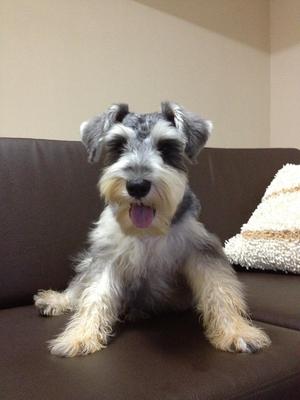 D D - Schnauzer Dog