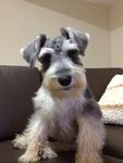 D D - Schnauzer Dog