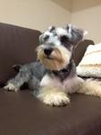 D D - Schnauzer Dog