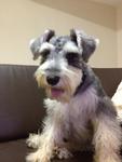 D D - Schnauzer Dog