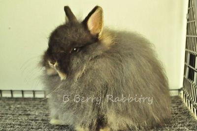 Nd Wooly - Black Otter - Netherland Dwarf Rabbit