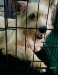 West Highland White Terrier Mixed - West Highland White Terrier Westie Mix Dog