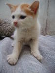 Si Gebu - Calico + Domestic Medium Hair Cat