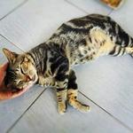 Kiko - Tabby Cat