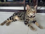 Kiko - Tabby Cat