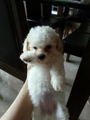 3 Home Breed Toy Poodle  - Poodle Dog