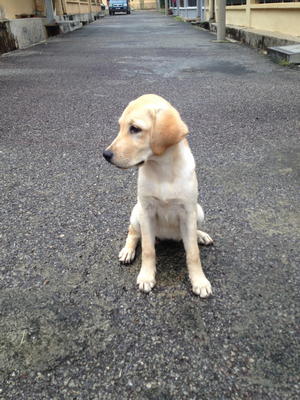 Emma - Labrador Retriever Dog