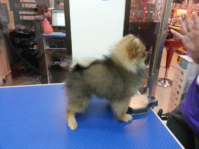 Champion Line Pomaranian For Sale - Pomeranian Dog