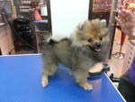 Champion Line Pomaranian For Sale - Pomeranian Dog