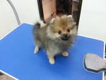 Champion Line Pomaranian For Sale - Pomeranian Dog