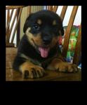 Rottweiler Puppies  - Rottweiler Dog